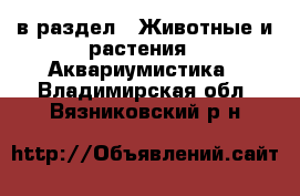  в раздел : Животные и растения » Аквариумистика . Владимирская обл.,Вязниковский р-н